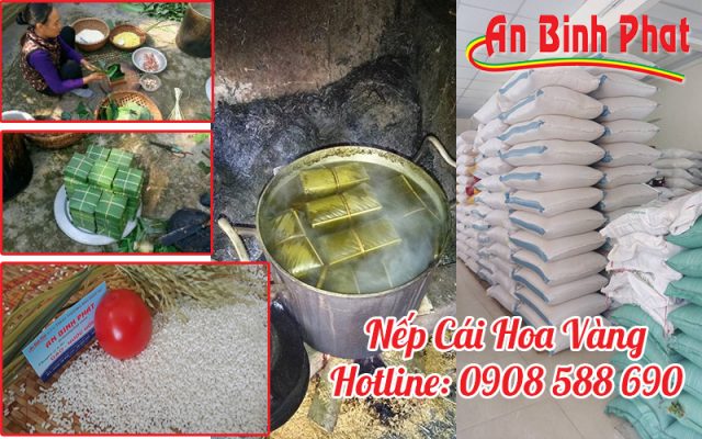 gạo nếp cái hoa vàng